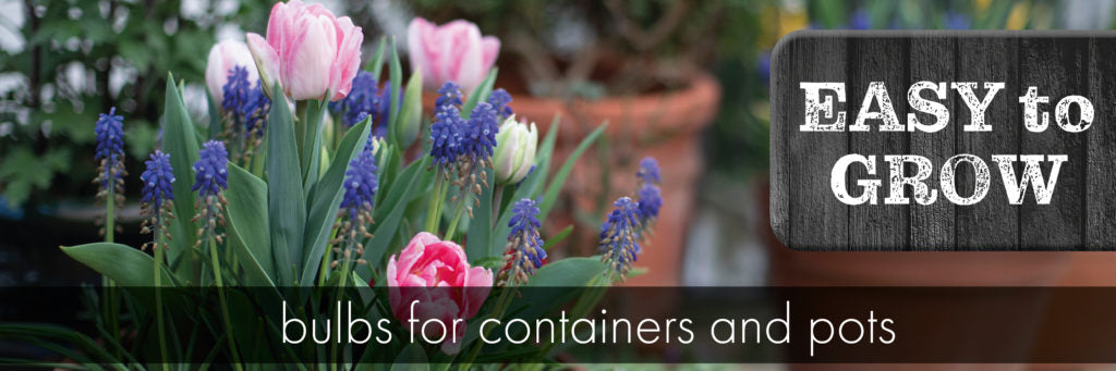 Easy to grow bulbs