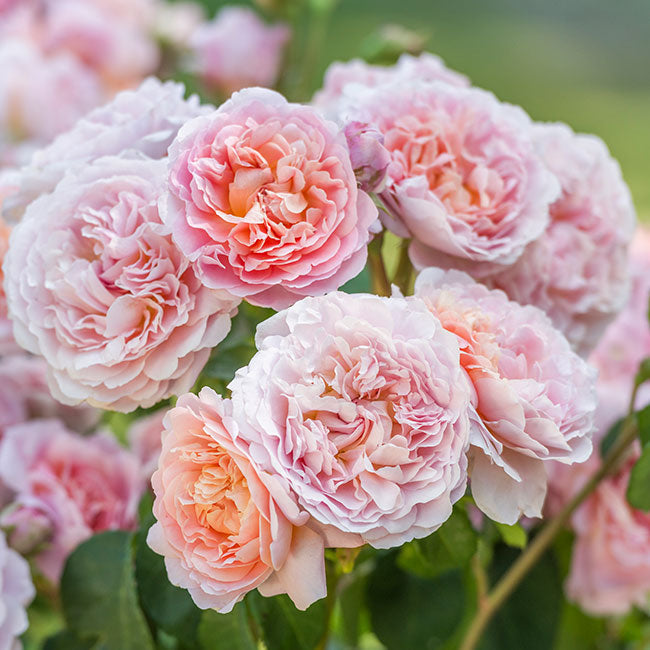 David Austin Eustacia Vye Rose in Flower