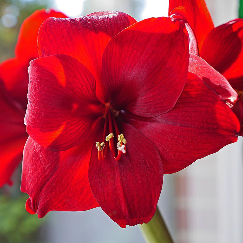 Amaryllis Red Velvet Flower