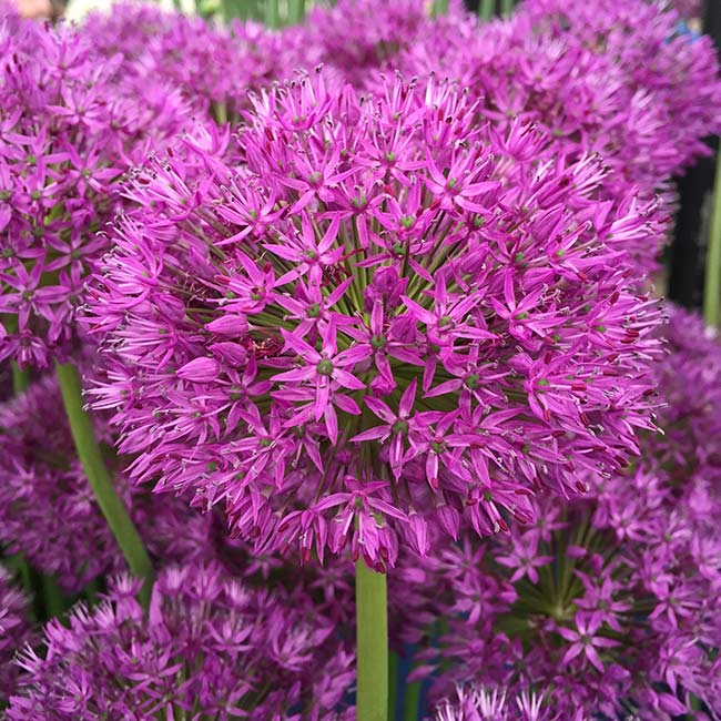 Purple Sensation Allium in Flower