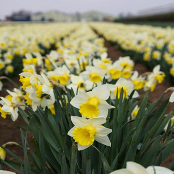 Taylors Bulbs Spring Flowering Bulb Talk