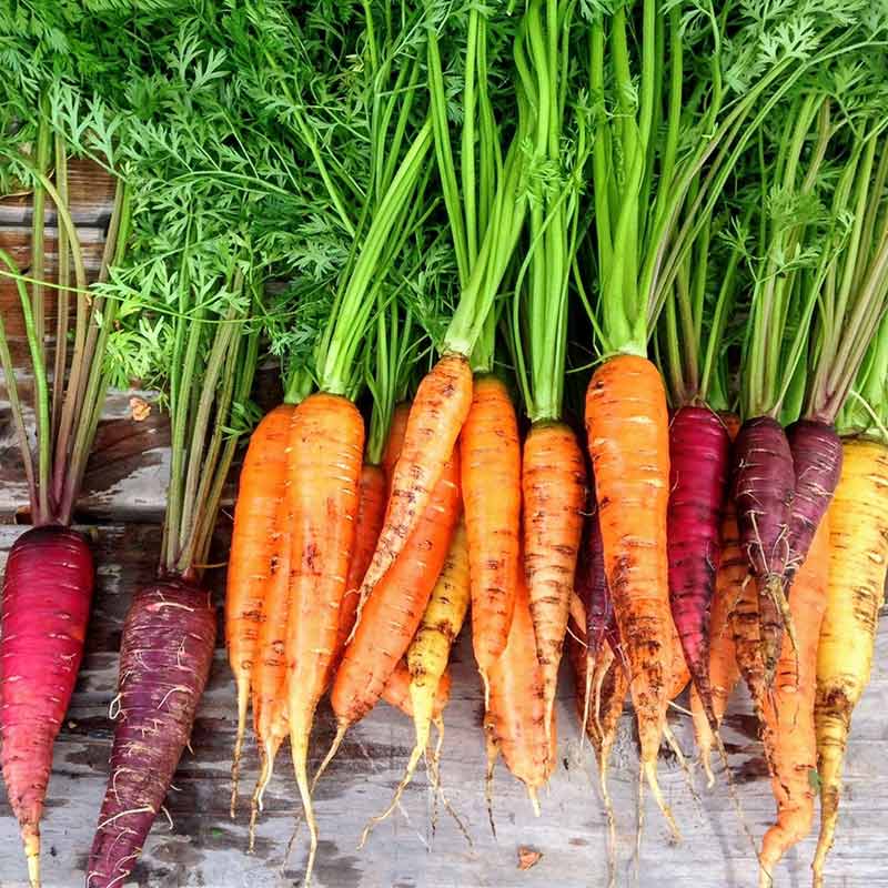 Multi-Coloured Carrots with Stems