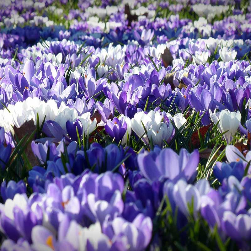 Flowering bulbs that come back year after year
