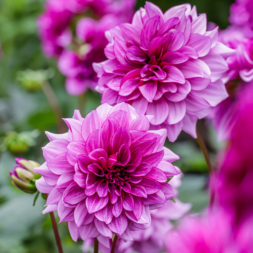 Pink Dahlia Flower