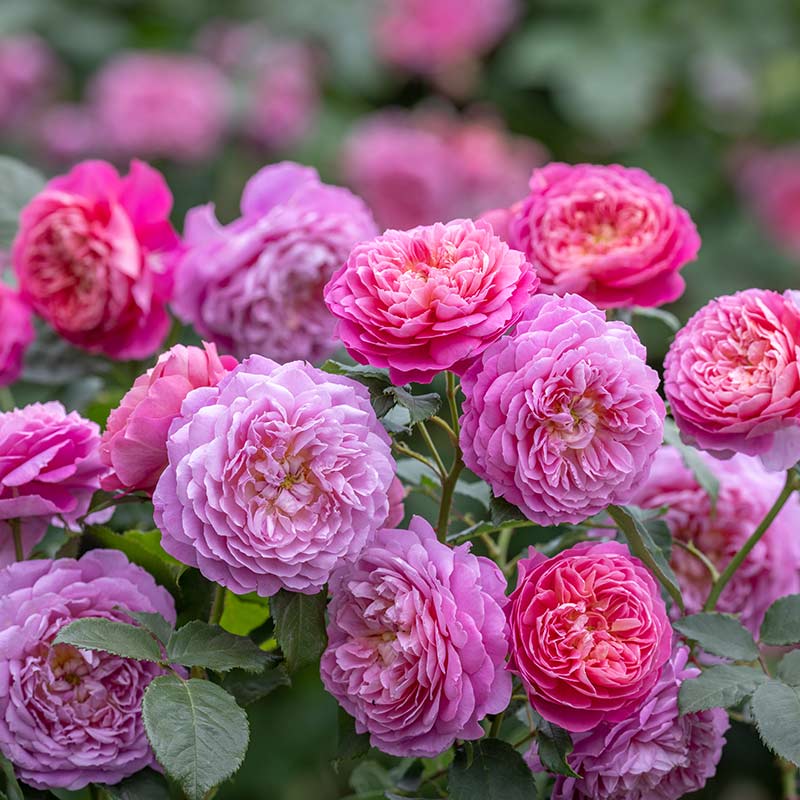 Rose pruning tips for bountiful blooms