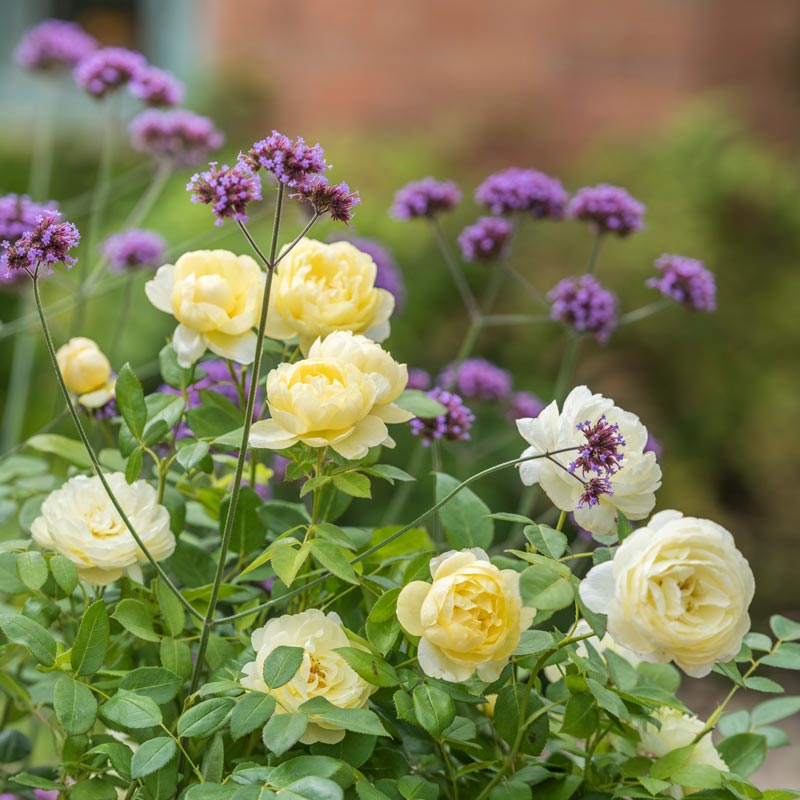 Rose with Verbena Bonariensis