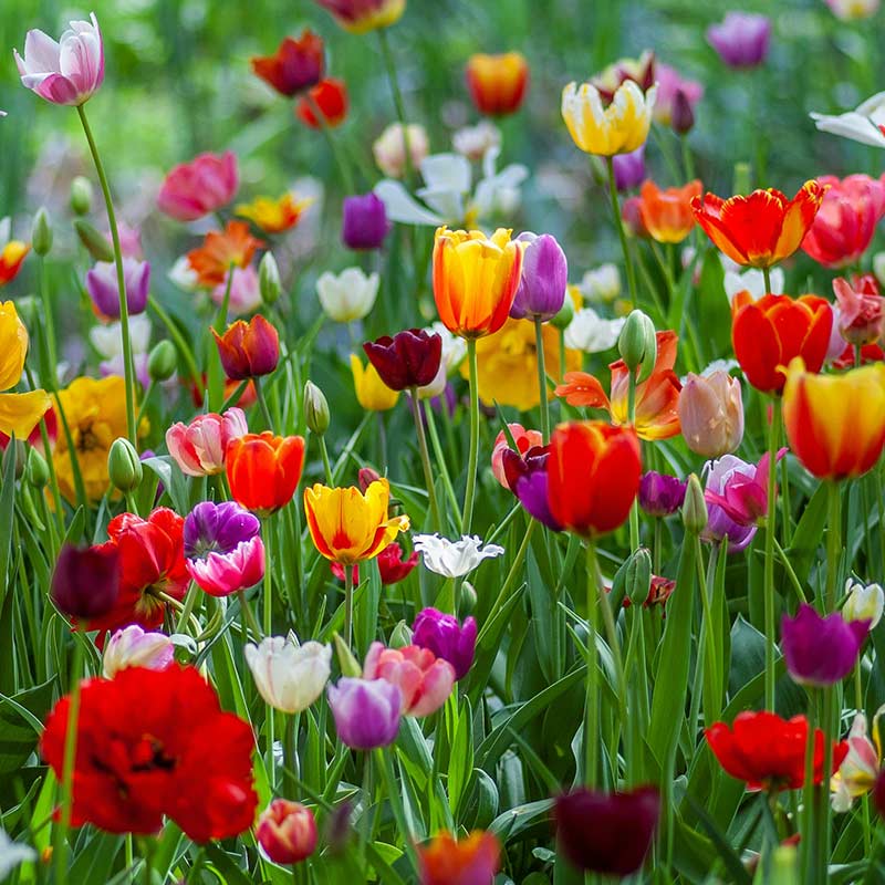 Flowering bulbs that come back year after year