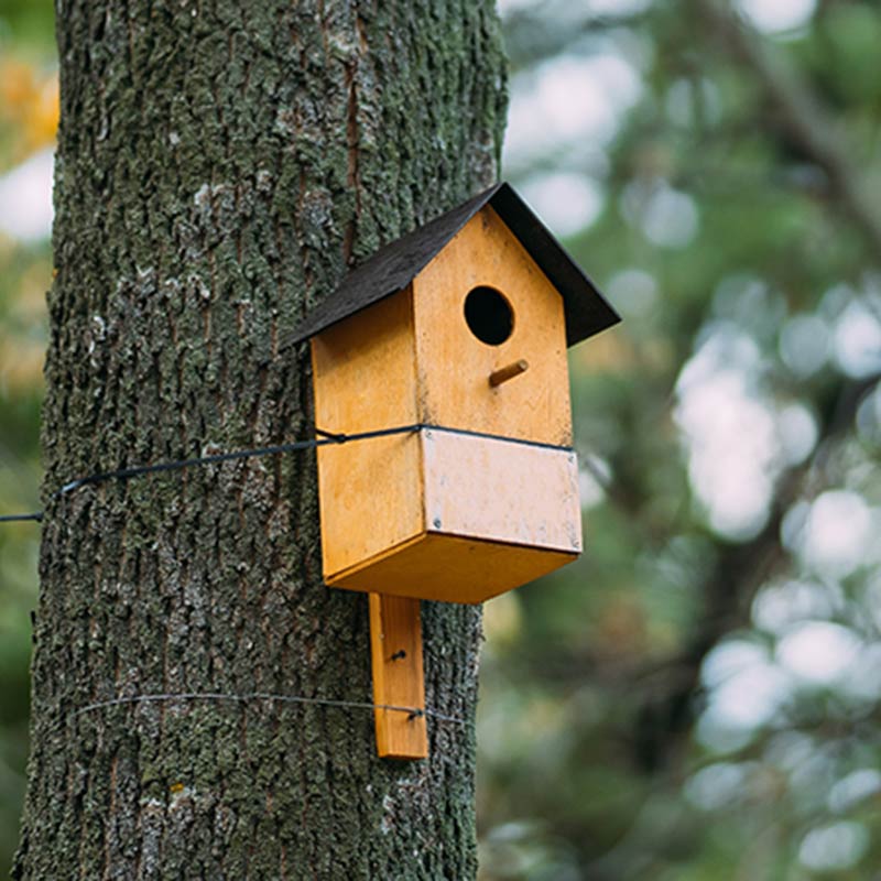 When should I clean out my nest box?