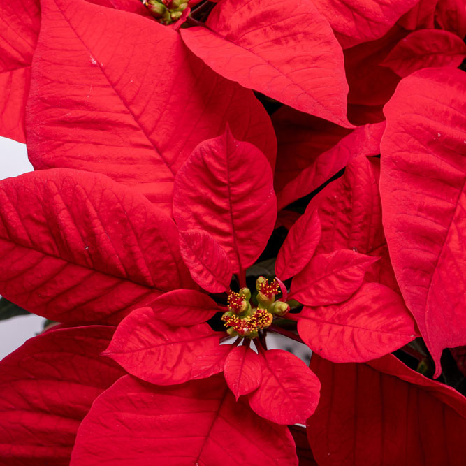 Poinsettia tours this november at Gates
