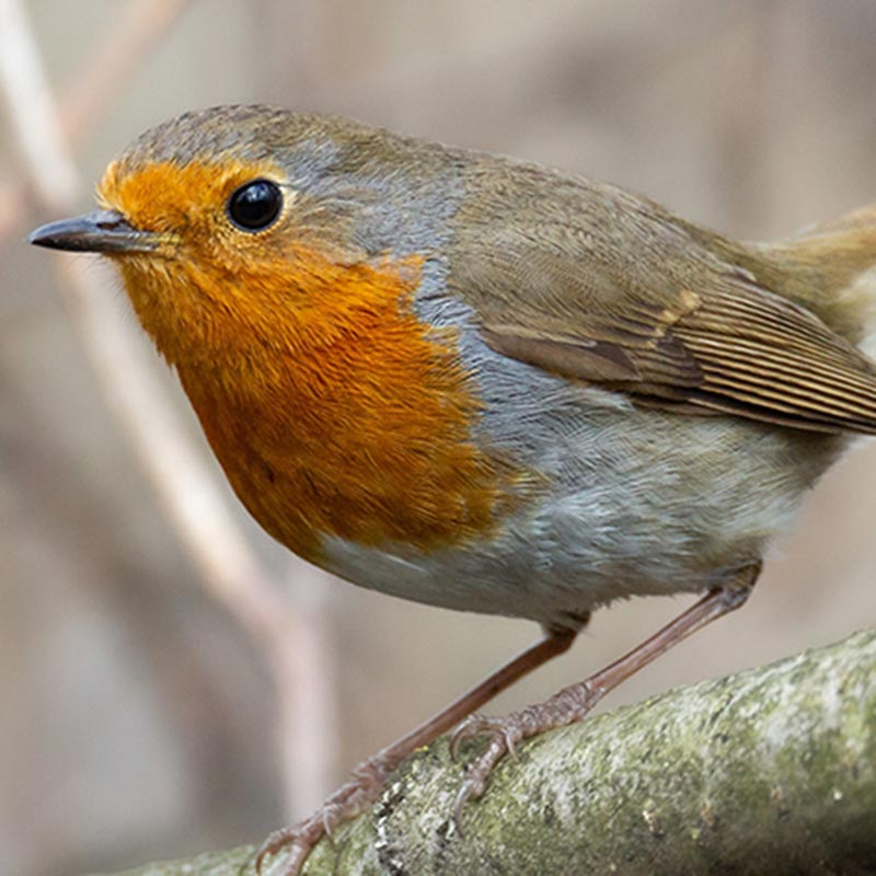 How to Attract Robins to your Garden