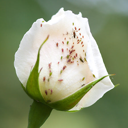 Five Common Rose Problems & How To Treat Them