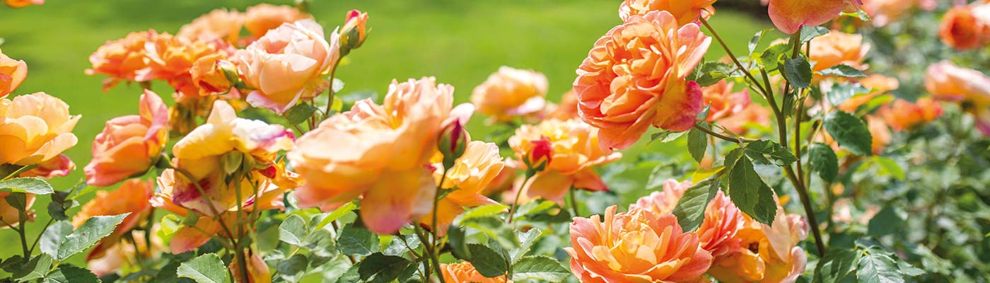 Lady of Shallot Rose in Bloom