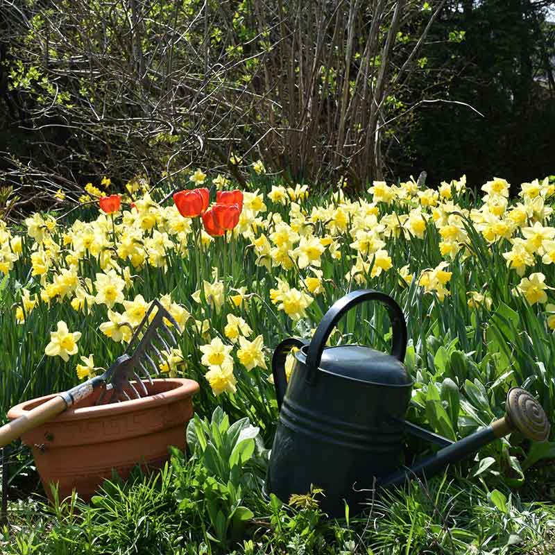 Flowering Bulbs Planting Guide