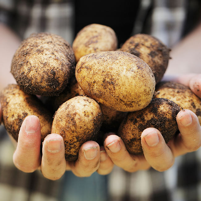 Pentland Javelin Potatoes in Someones Hands