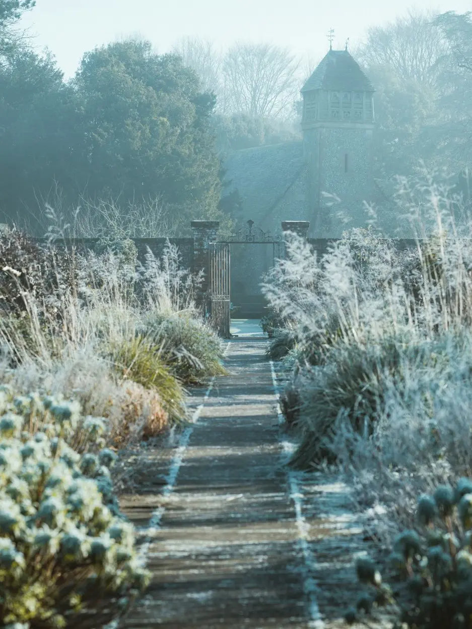 A garden covered in winter frost