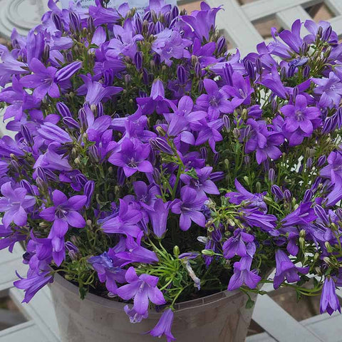 Herbaceous Perennials