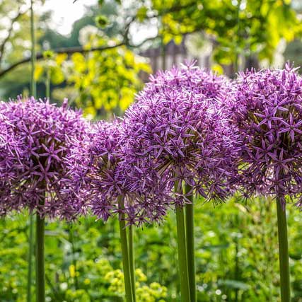 Allium Bulbs