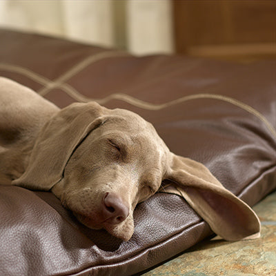 Dog Beds & Blankets