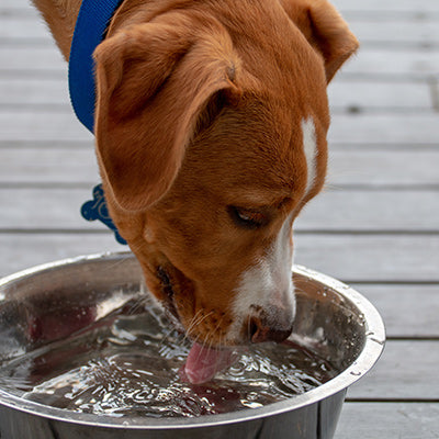 Dog Bowls & Feeding Accessories