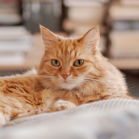 Cats