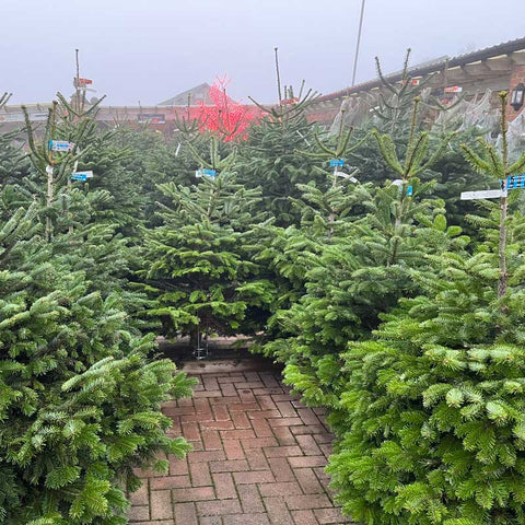 Real Christmas Trees