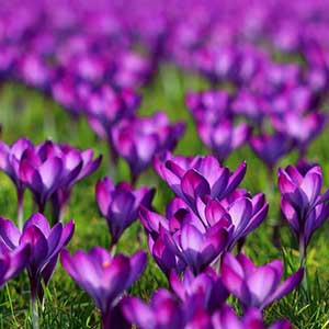 Corcus Bulbs