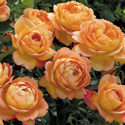 David Austin Lady of Shalott Perfect for Pots section