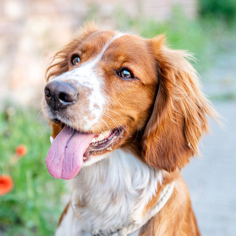 Everything for your Dog