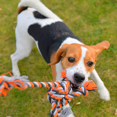 Dog Toys