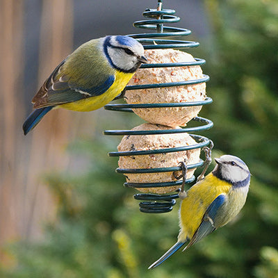Fat Balls & Suet Feeds
