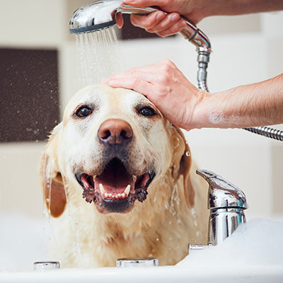Dog Health & Hygiene
