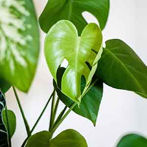 House Plants
