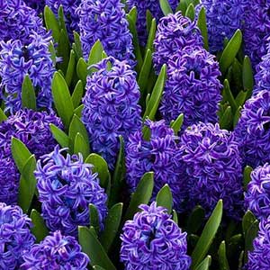 Hyacinth Bulbs