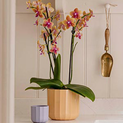 Indoor Pots