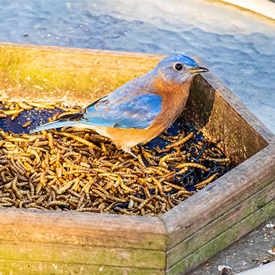 Mealworms & Calciworms