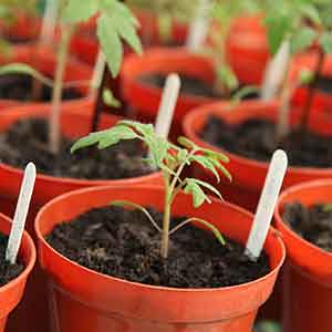 Seed Trays, Pots, Cloches & Polytunnels