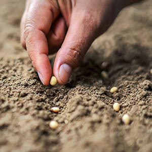 Seeds
