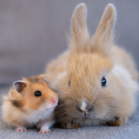 Small Animals