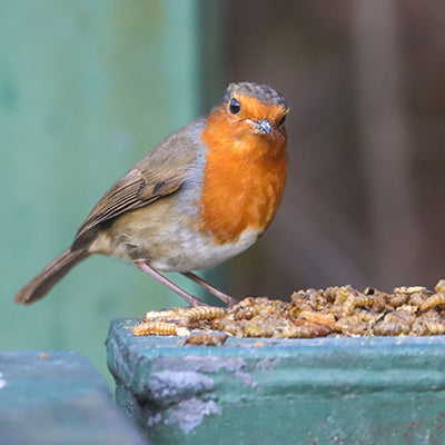 Mealworm & Calciworm Feeders