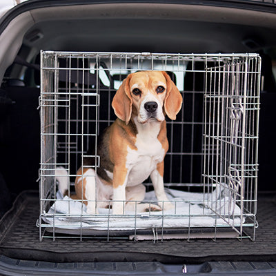Travel Accessories for Dogs