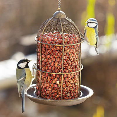Peanuts for Wild Birds
