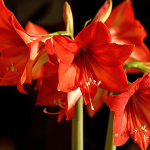 Amaryllis Bulbs & Gift Sets
