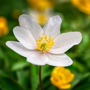 Anemone Bulbs Category
