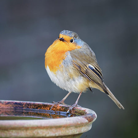 Bird Baths
