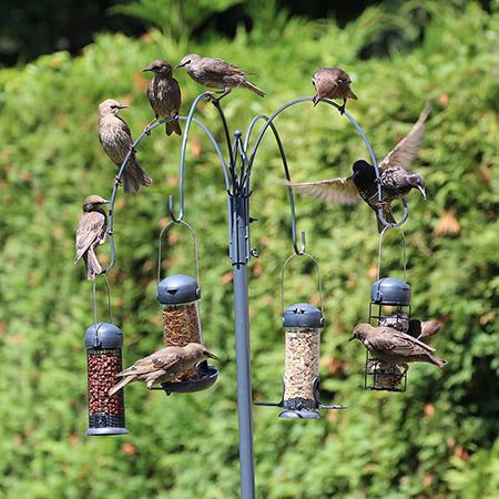 Bird Tables & Feeding Stations
