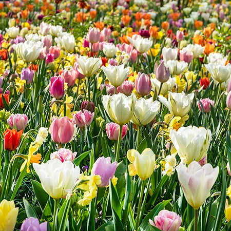 Bulbs