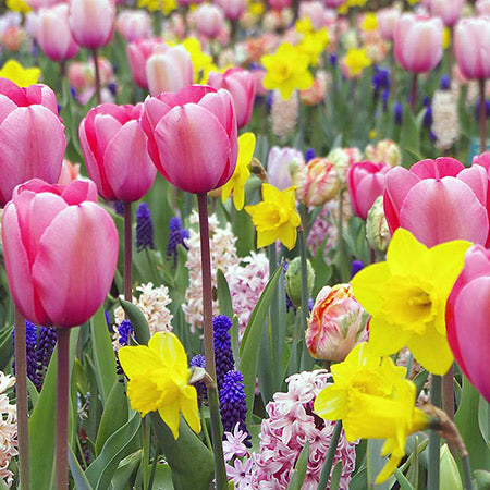 Shop Spring Flowering Bulbs