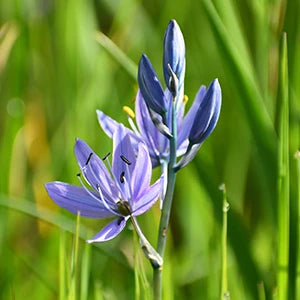 Camassia Bulbs