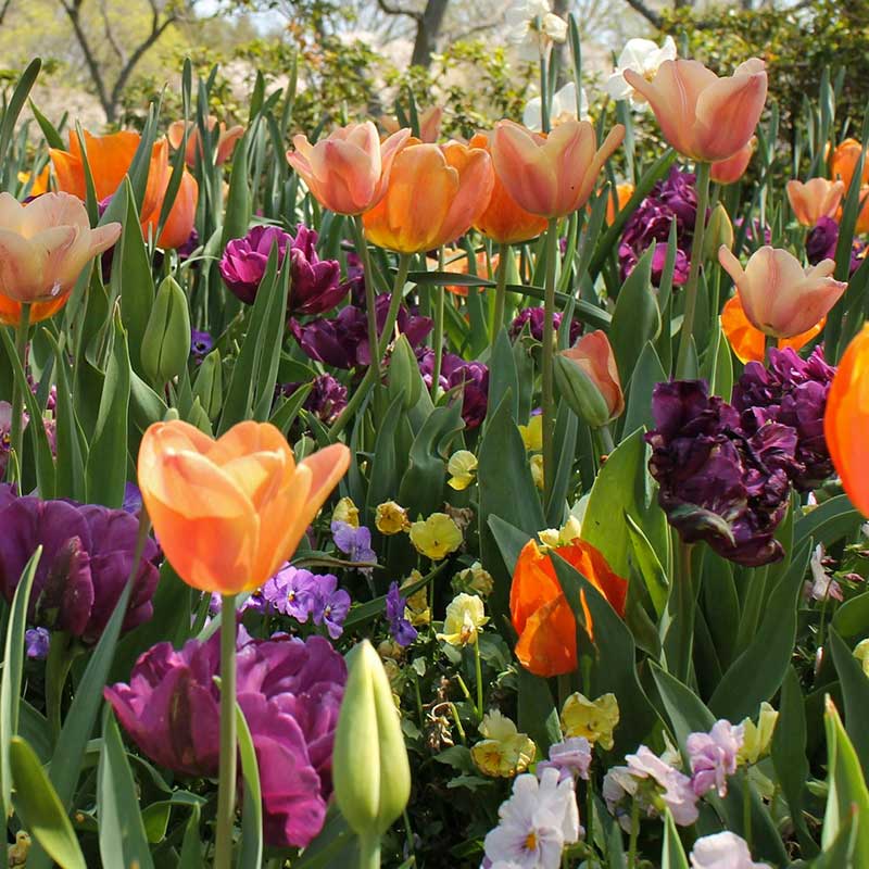 Mixed Spring Flowering Bulbs
