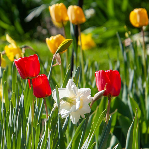 Spring Flowering Bulbs: Buy 5 for £25